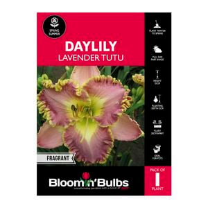 Bloomin' Bulbs Daylily Lavender Tutu - 1 Pack