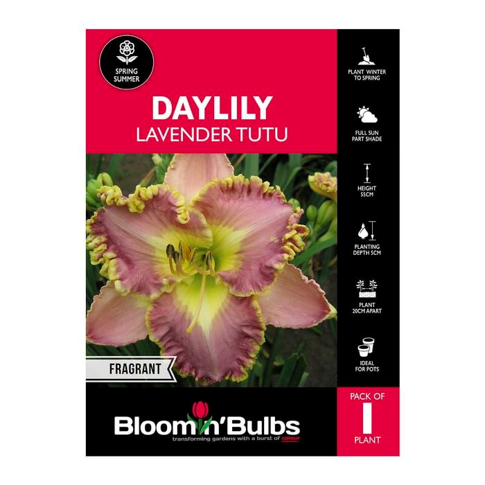 Bloomin' Bulbs Daylily Lavender Tutu - 1 Pack