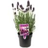 140mm Lavender La Diva Berry Beautiful - Lavandula pendunculata 