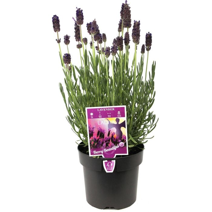 140mm Lavender La Diva Berry Beautiful - Lavandula pendunculata 