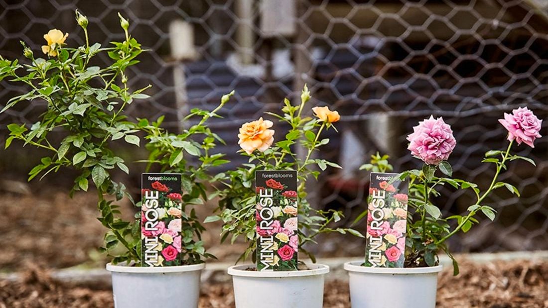 Orange and pink mini rose bushes.