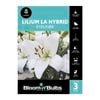 Bloomin' Bulbs Lilium LA Hybrid Eyeliner - 3 Pack