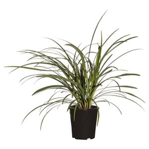 110mm Liriope Evergreen Giant - Liriope muscari