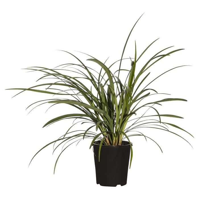 110mm Liriope Evergreen Giant - Liriope muscari