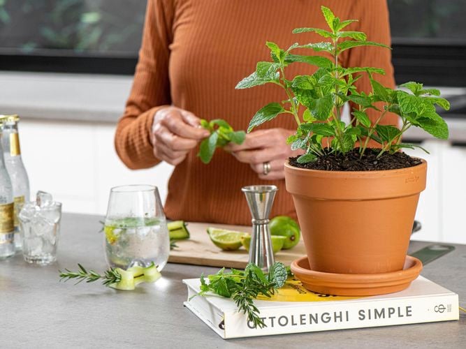 terracotta pot with mint plant in it, using to adding flavour to water