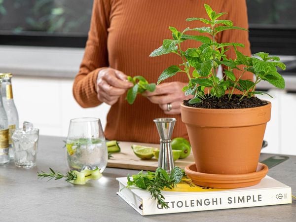 terracotta pot with mint plant in it, using to adding flavour to water