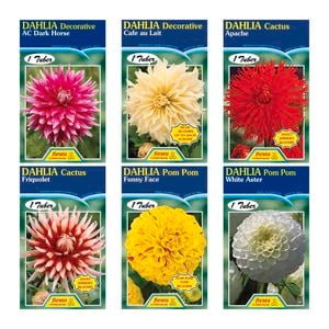Fiesta Flower Bulbs Assorted Dahlia Tubers