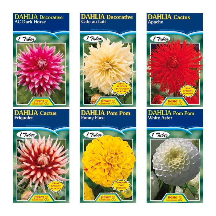Fiesta Flower Bulbs Assorted Dahlia Tubers