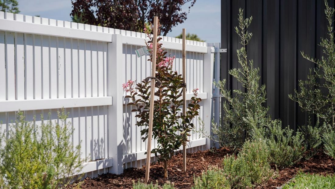 Close up of an outdoor plant.