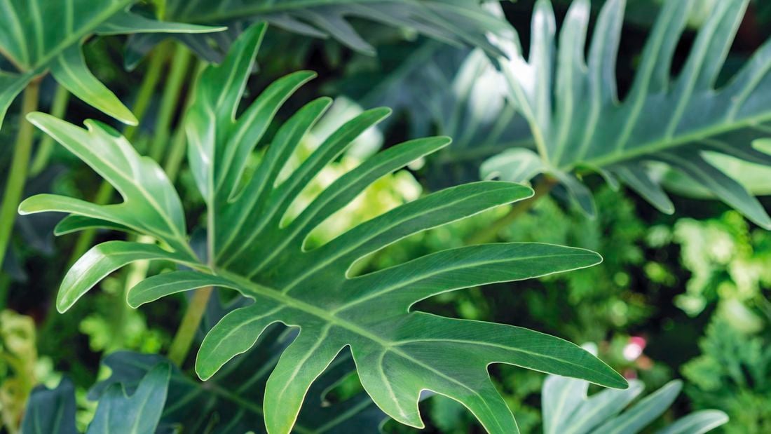 Close up of a Monstera plant's dark green leaves.