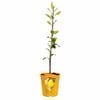 Plant Citrus Lemon Meyer 3.5L
