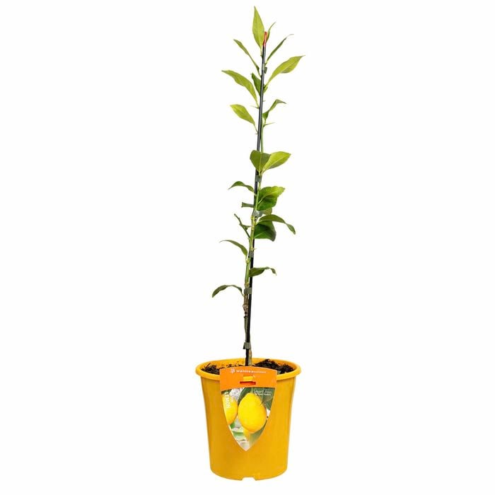 Plant Citrus Lemon Meyer 3.5L