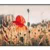 Poppy Plants in The Evening Light  Print 100% Australian Made 90x60cm  (Poster)
