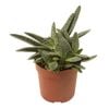 60mm Mini Mates Range Assorted Succulent