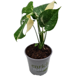 170mm Variegated Monstera - Monstera deliciosa Thai Constellation