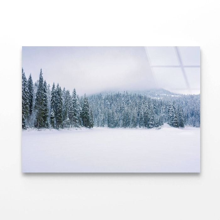 Coniferous Forest on Snow   Print 100% Australian Made 120 x 90cm  (Acrylic)