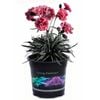 1.5L Dianthus Sugar Plum - Dianthus hybrid