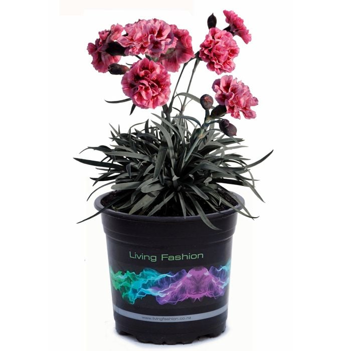 1.5L Dianthus Sugar Plum - Dianthus hybrid