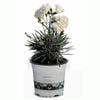 1.5L Dianthus Memories - Dianthus alwoodii
