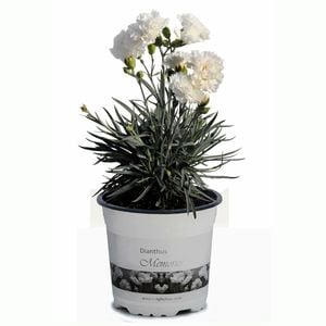 1.5L Dianthus Memories - Dianthus alwoodii