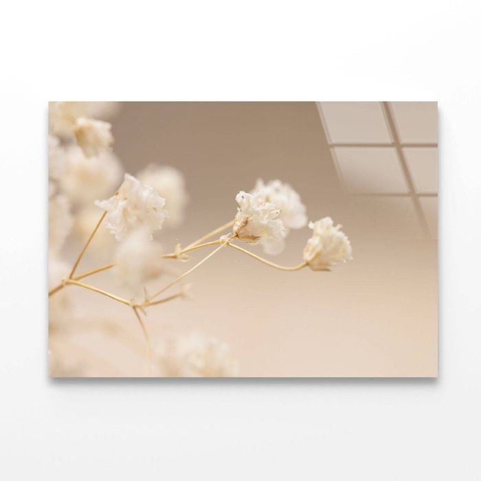 Gypsophila White Flowers  Print 100% Australian Made 50 x 40cm  (Acrylic)