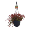 180mm Kalanchoe Trailing - Kalanchoe sp. - Hanging Basket