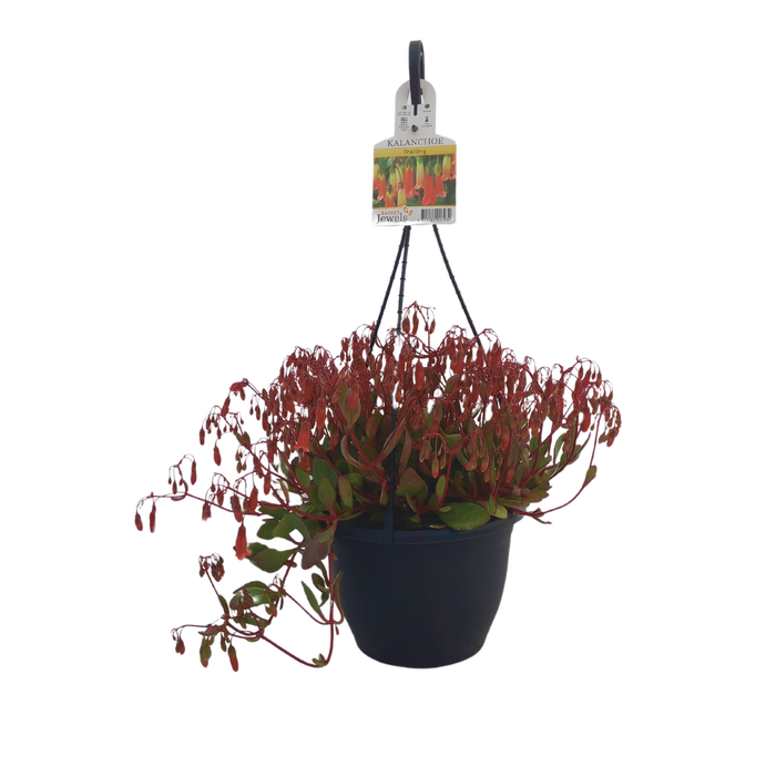 180mm Kalanchoe Trailing - Kalanchoe sp. - Hanging Basket