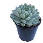 1.9L Elegans - Echeveria