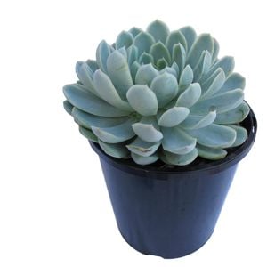 1.9L Elegans - Echeveria