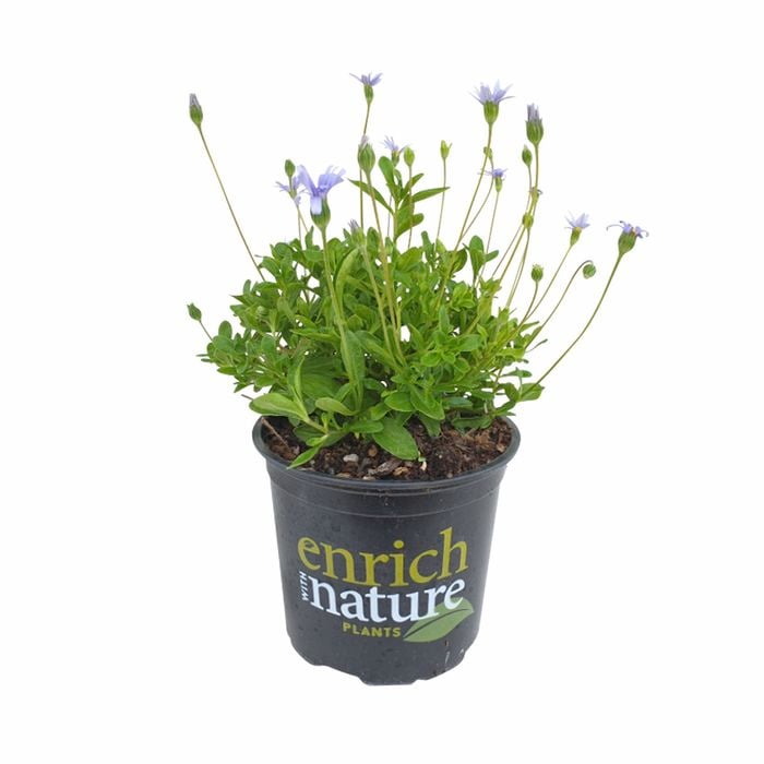 130mm Blue Margeurite - Felicia ammellioides felicity blue