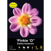 Yarra Valley Bulbs Pinkie O - 1 Pack