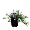 140mm Pink Broad Leaf - Myoporum parvifolium