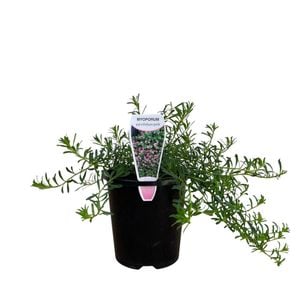 140mm Pink Broad Leaf - Myoporum parvifolium