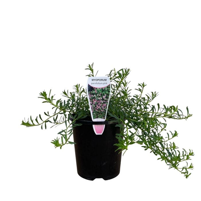 140mm Pink Broad Leaf - Myoporum parvifolium