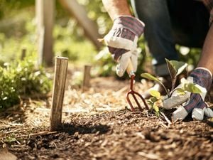 A gardener aerating soil in a garden bed