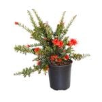 250mm Grevillea Knockout - Grevillea Knockout