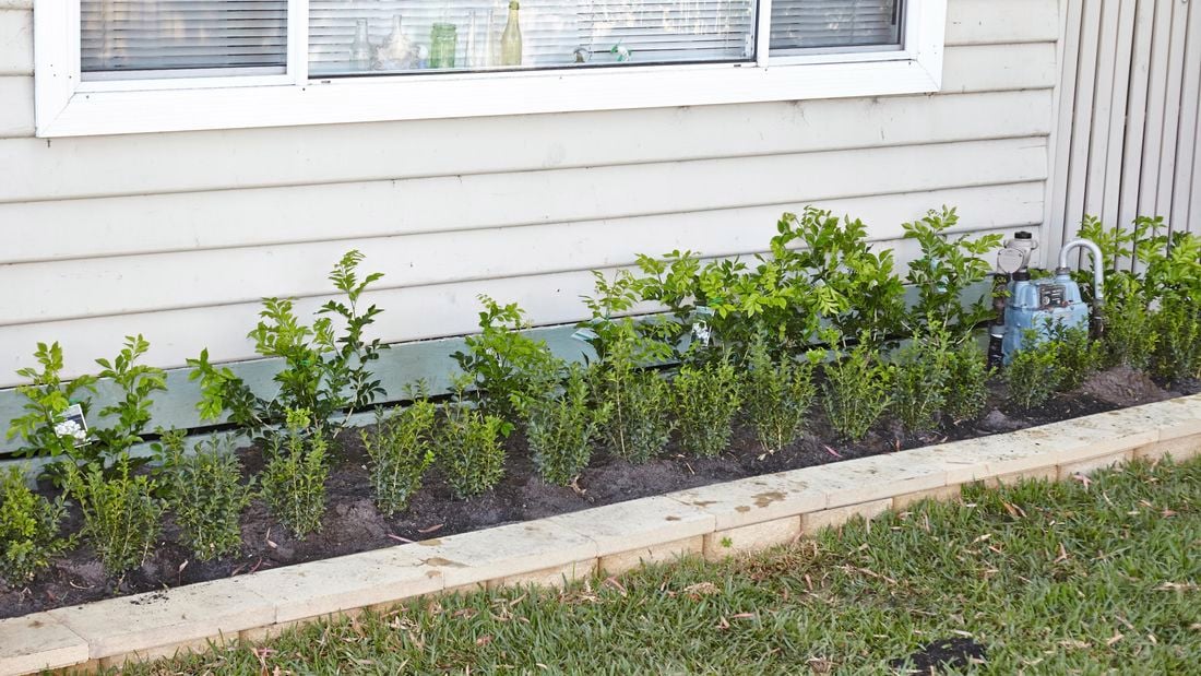 A row of young hedge plants that will grow into shape