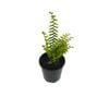 125mm Assorted Ferns - Fern Sp.