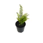 125mm Assorted Ferns - Fern Sp.