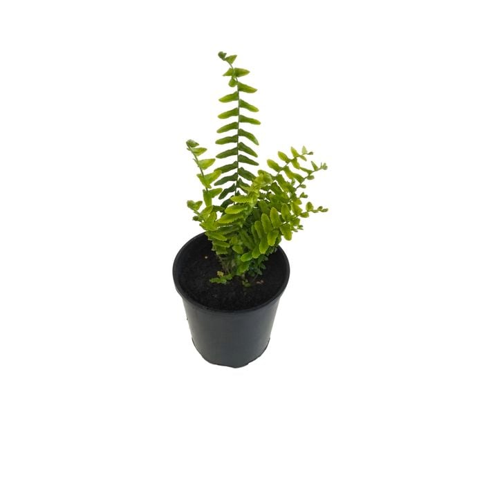 125mm Assorted Ferns - Fern Sp.