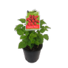 3L Raspberry Waiau - Rubus idaeus - Incredible Edibles Range