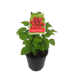 3L Raspberry Waiau - Rubus idaeus - Incredible Edibles Range