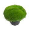 2.4L Scleranthus Crew Cut - Scleranthus