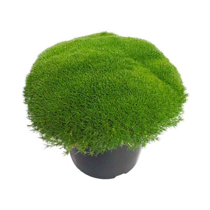 2.4L Scleranthus Crew Cut - Scleranthus