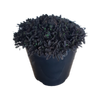 2L Leptinella Platts Black - Leptinella squalida