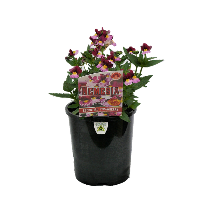 1.5L Escential Strawberry - Nemesia