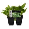 6 Cell Fusion Stir Fry Vegetable Range - Brassica Varieties