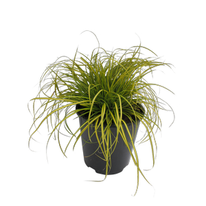 1.9L Carex Eversheen - Carex oshimensis