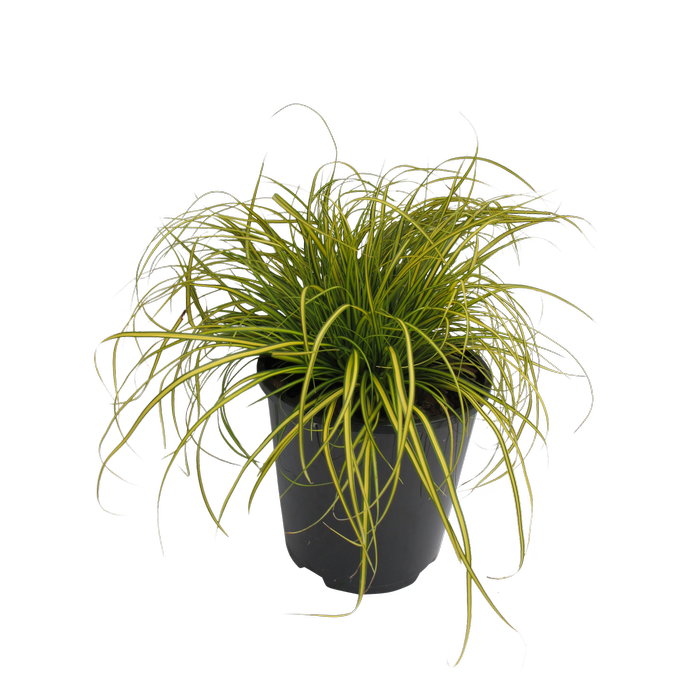 1.9L Carex Eversheen - Carex oshimensis