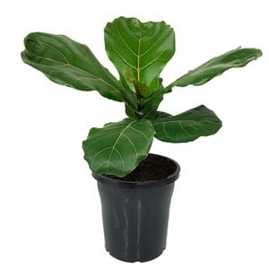 180mm Fiddle Leaf Fig - Ficus lyrata